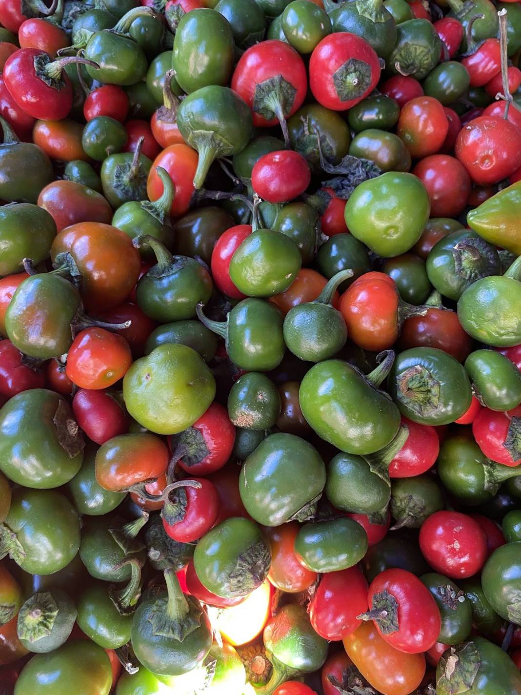 Daha çok turşu olarak tüketiliyor, öyle faydaları var ki öğrenen kilo kilo alıyor! Türkiye'de yetişiyor ama kimse bilmiyor 6